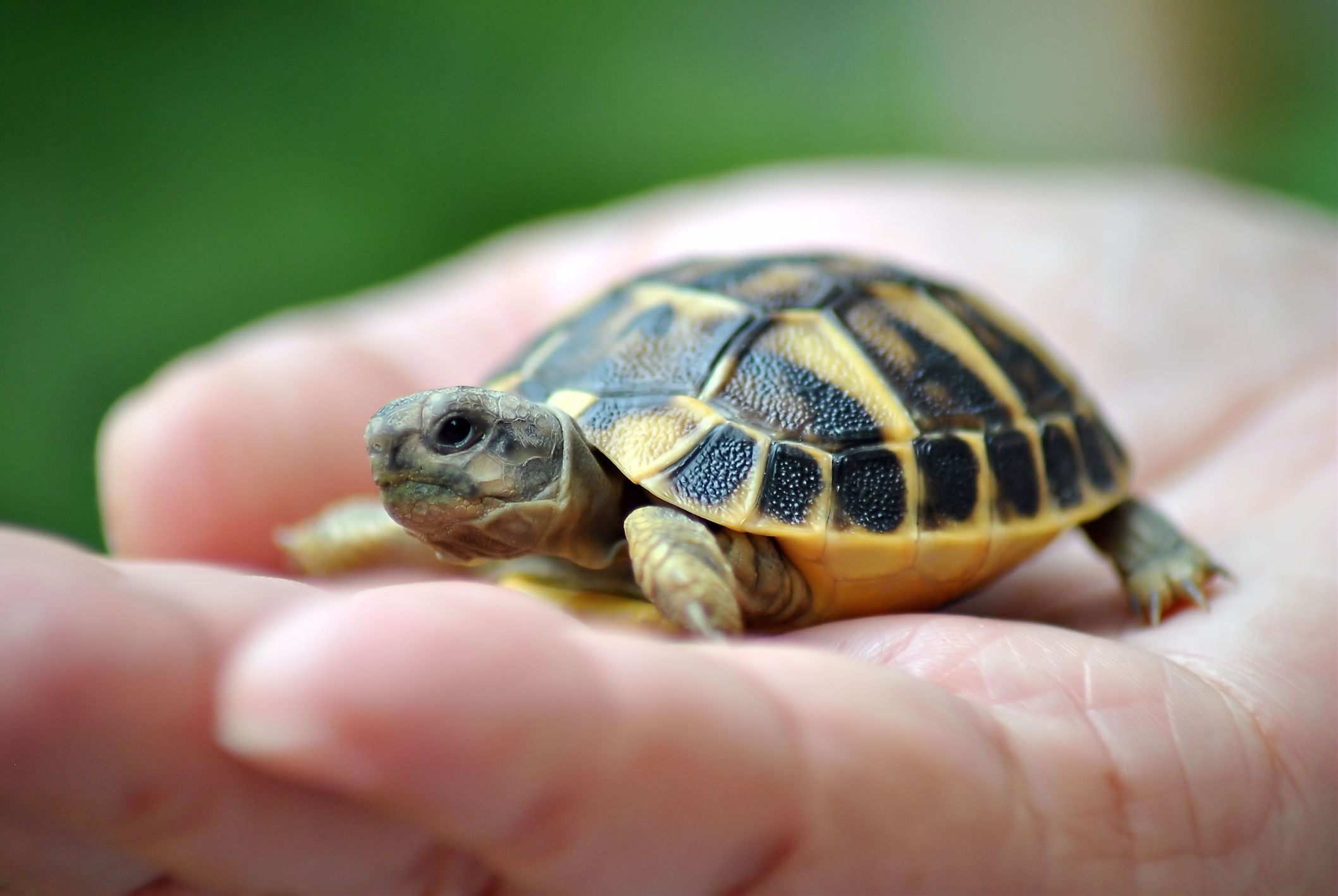 Pet-turtle-GettyImages-163253309-58da61e53df78c516256c1c6.jpg