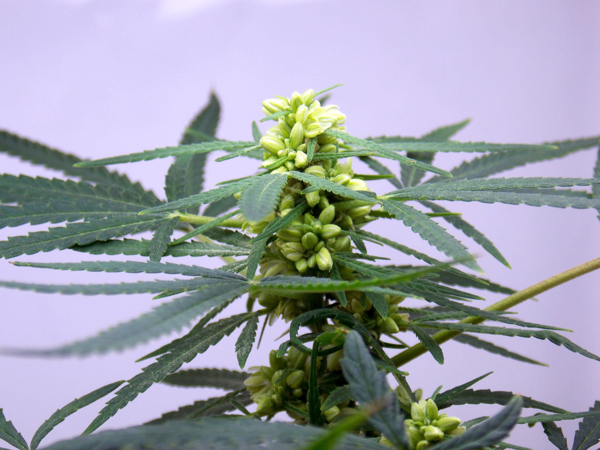 solution cannabis silver thiosulfate sts feminizing pollen feminized marijuana early seed
