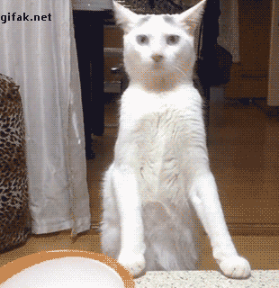 51-1.gif