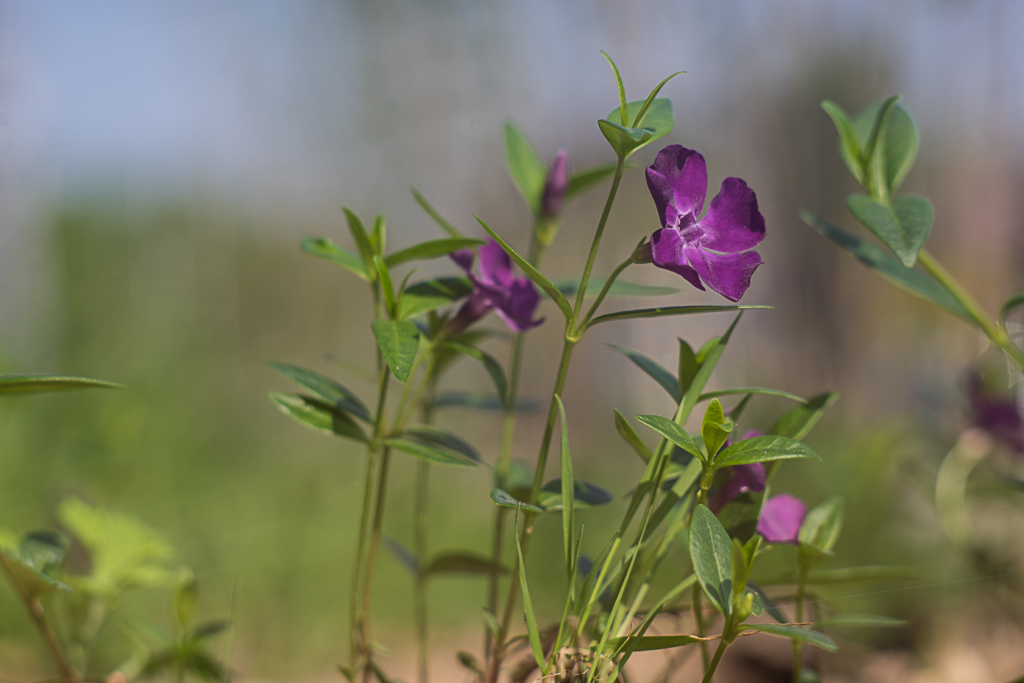22-04-2018-flowers-04011.jpg