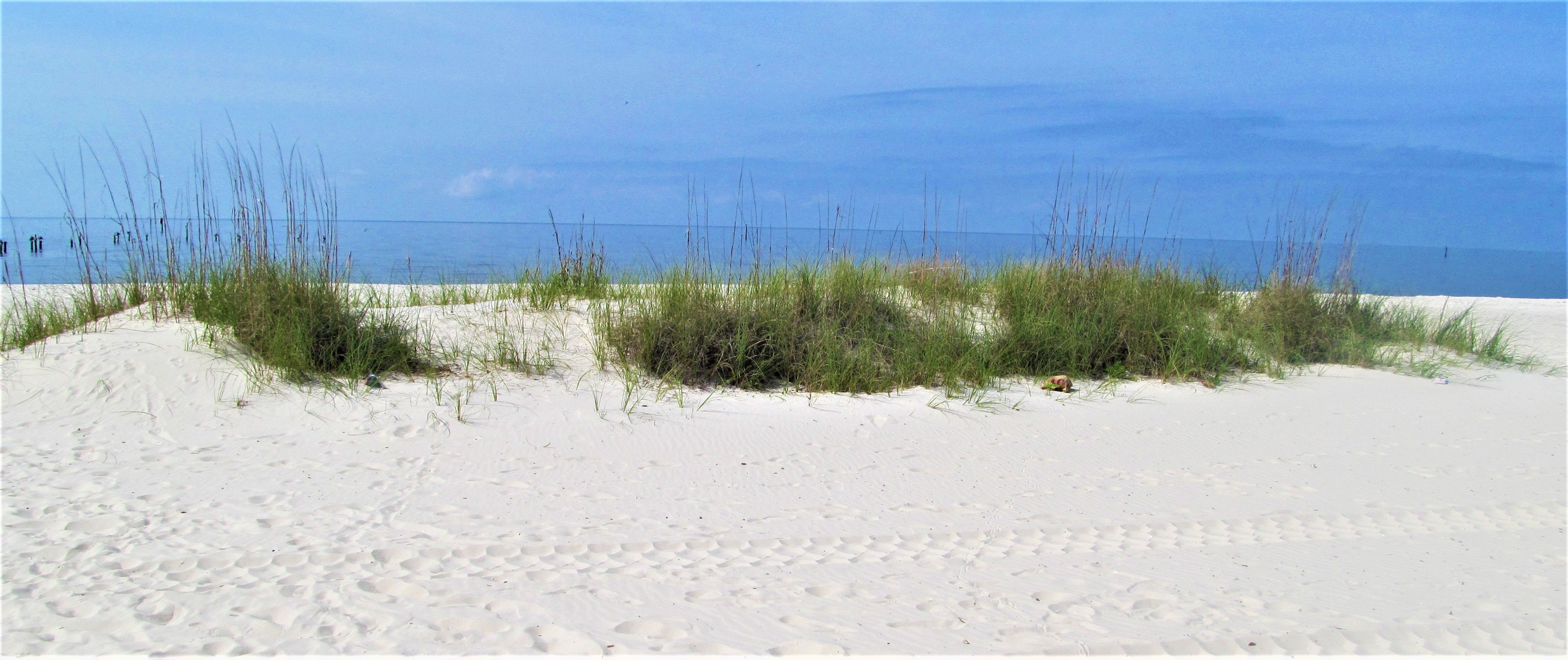 sea oat ms gulf coast may 9.JPG