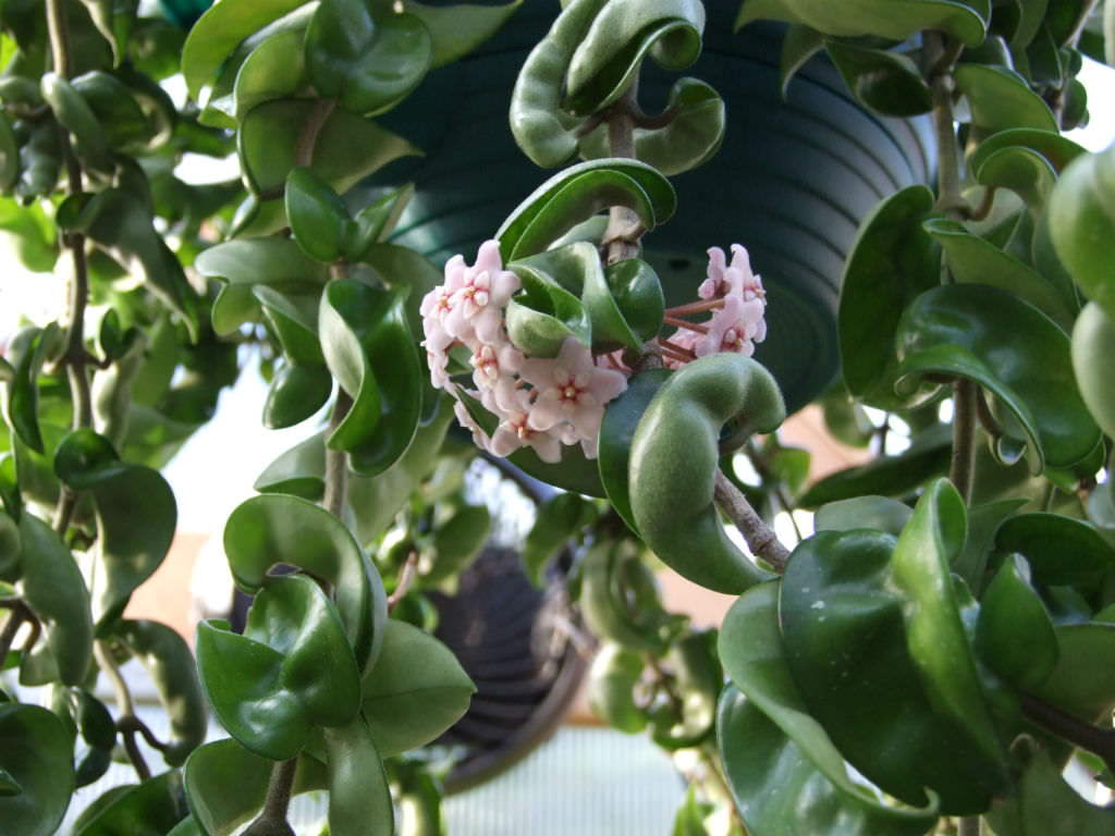 Hoya-compacta-Hindu-Rope-Plant2.jpg