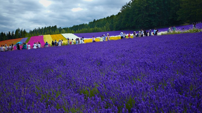 lavender_garden_farm_tomita_in_furano_hokkaido (1).jpg