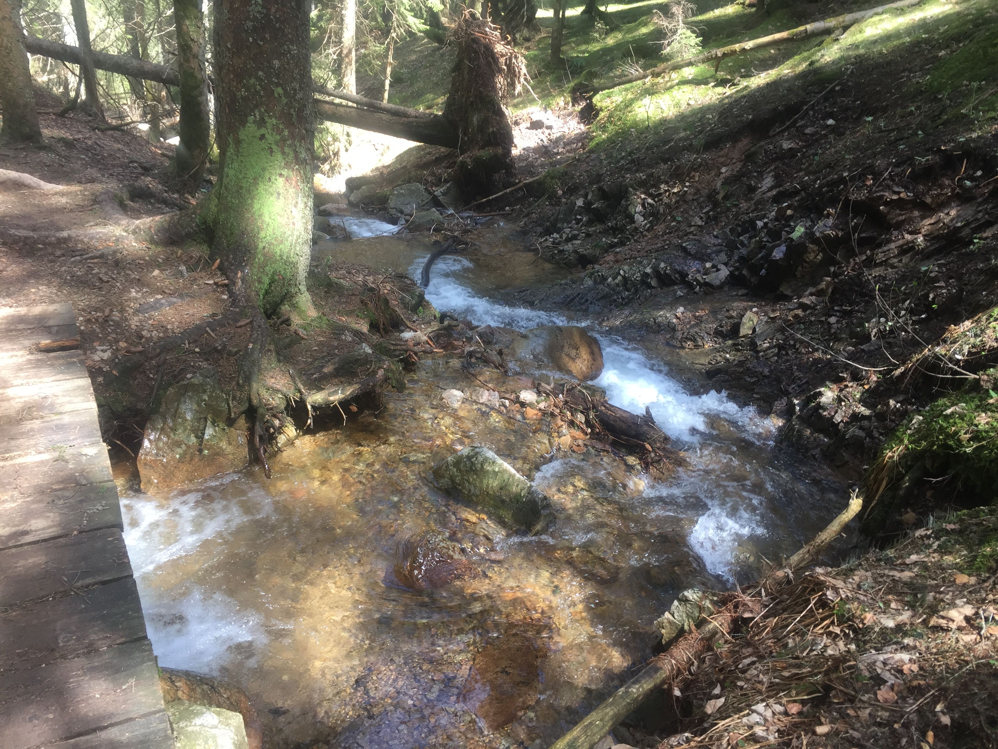 Rivulet near Feldsee