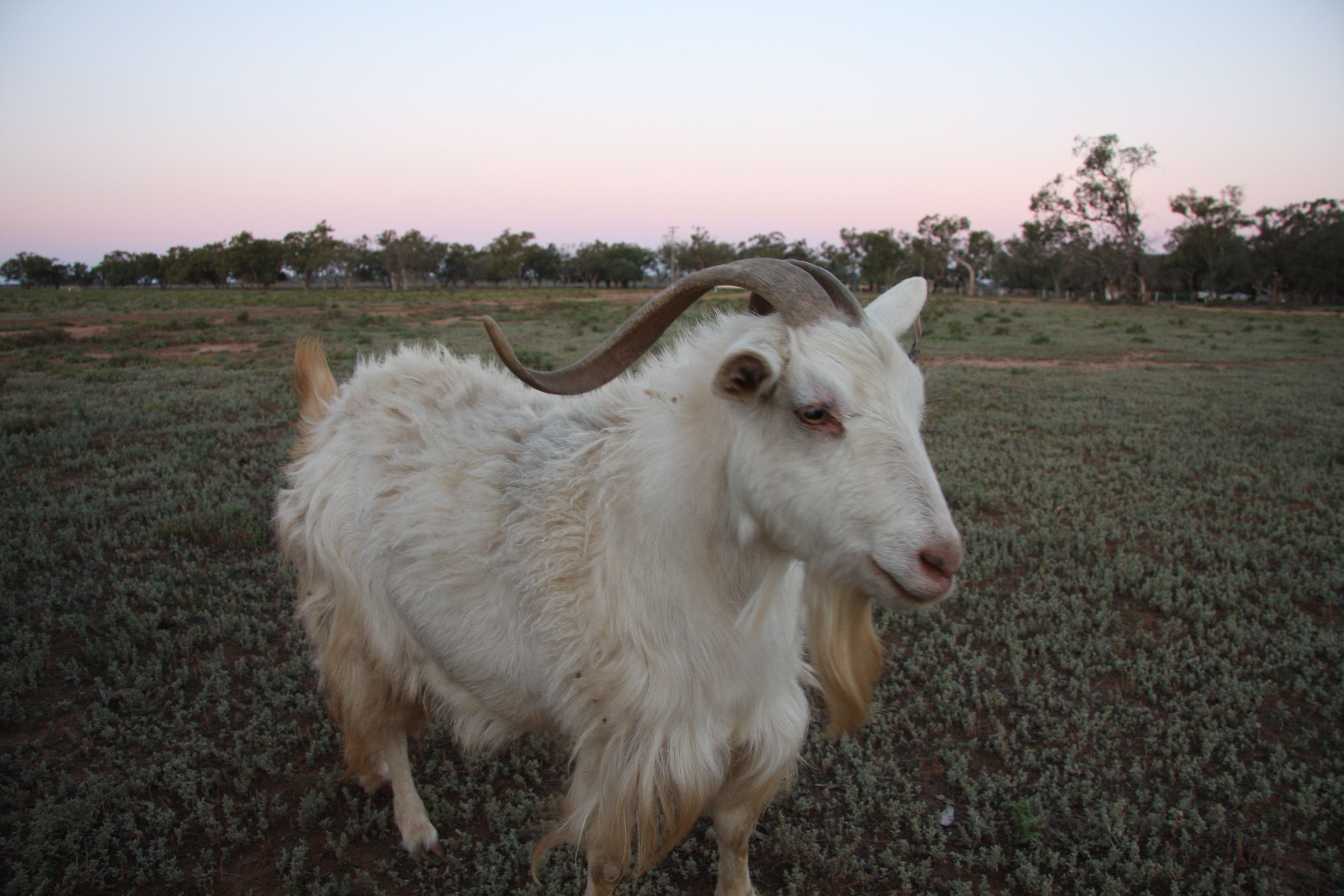 Macquarie Marshes 153.JPG