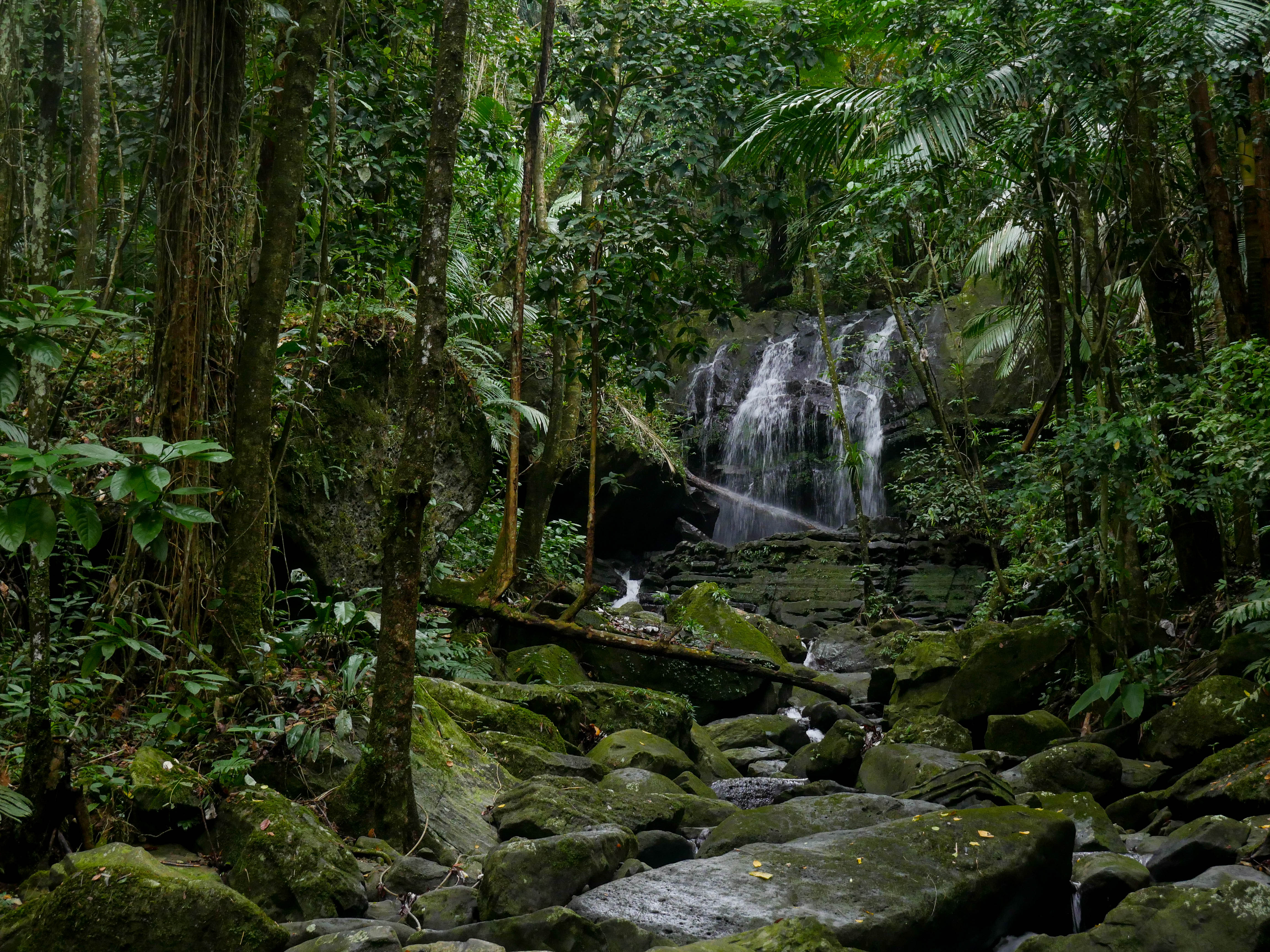 WaterFall El yunque.jpg