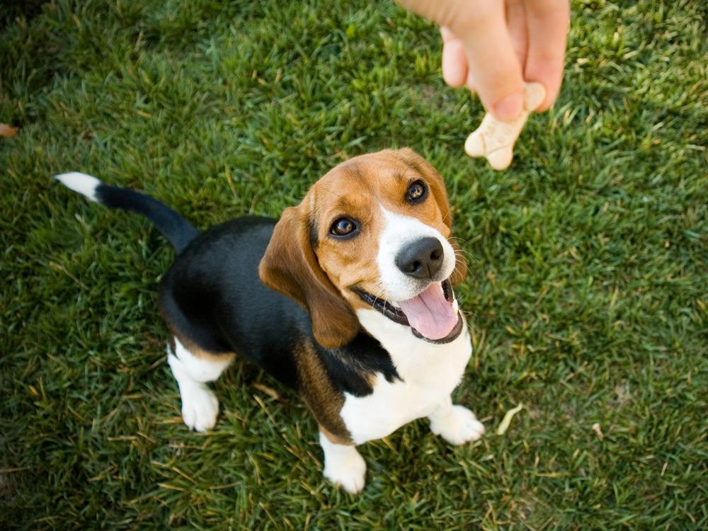 beagle-galleta.jpg