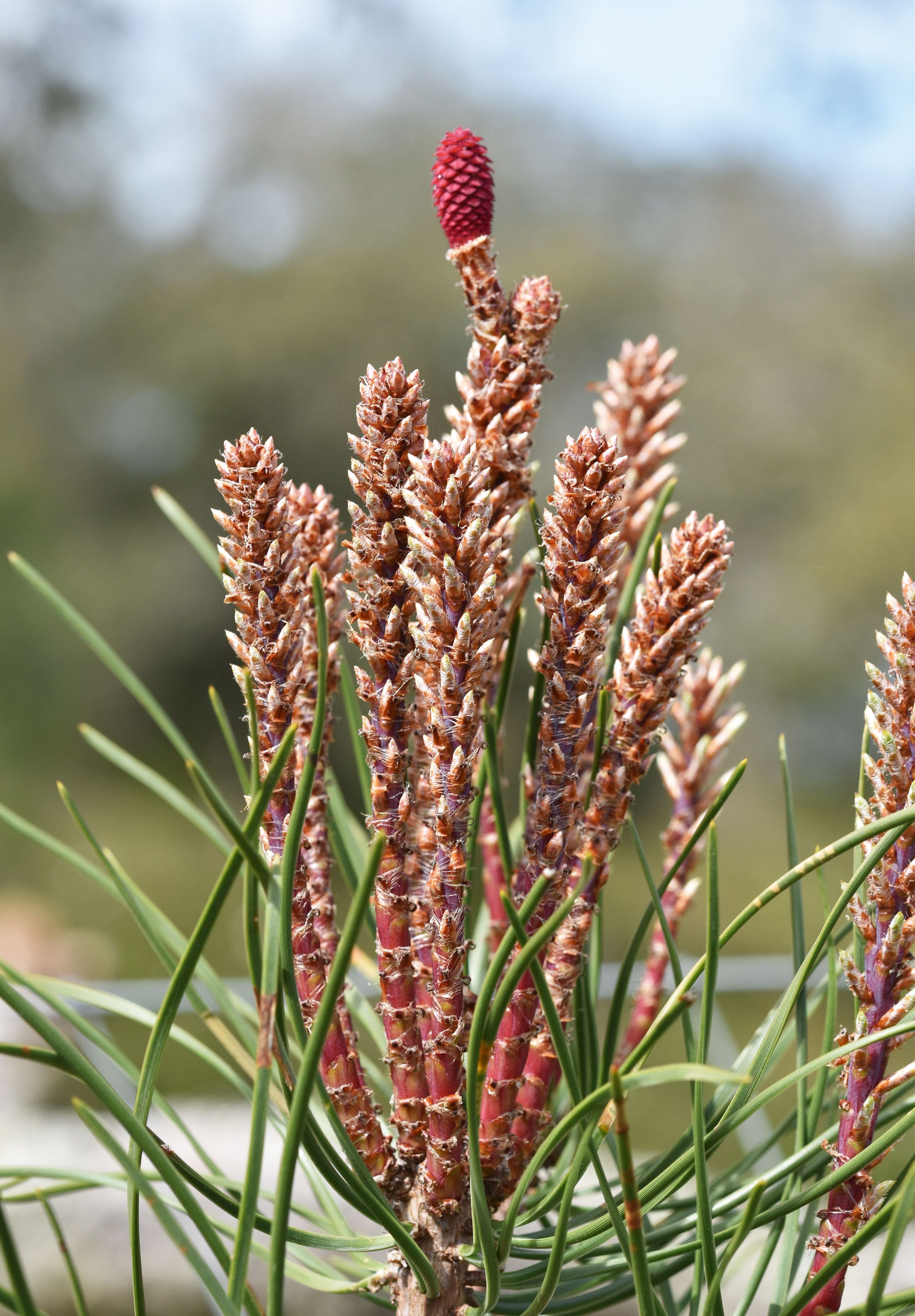 pine tree tip 1.jpg