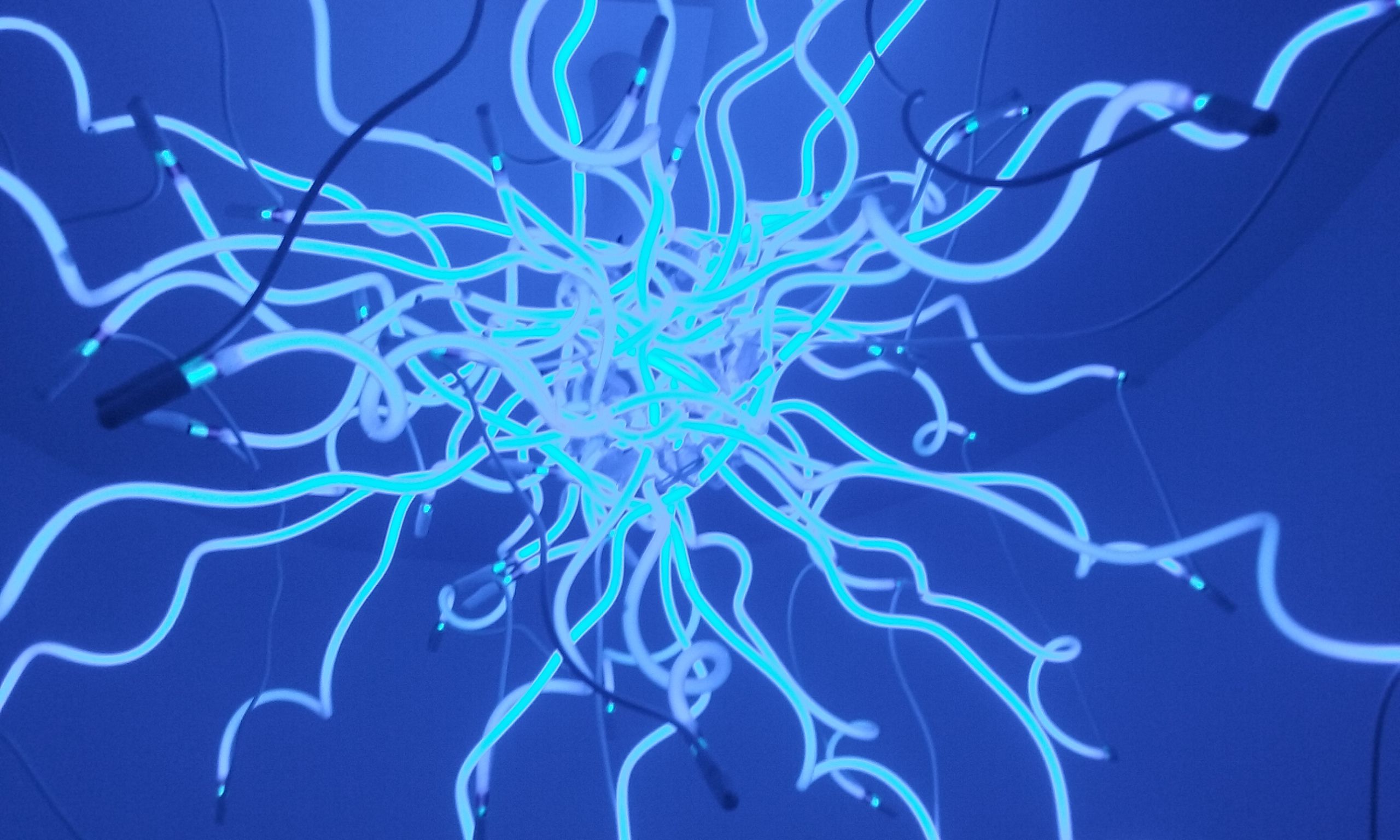 Glass Art Show in Tampa Florida — Steemit