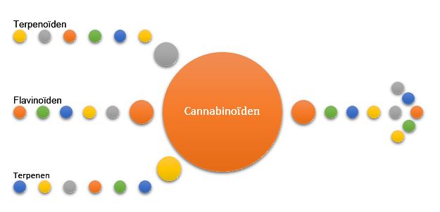 cannabinoiden.JPG