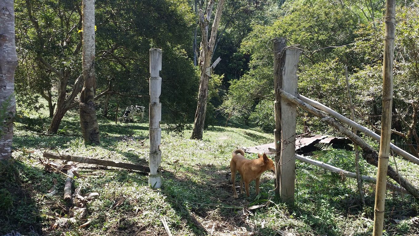 7 - Blonde dog and cow neighbors farm edge of nature reserve grassy shade.jpg