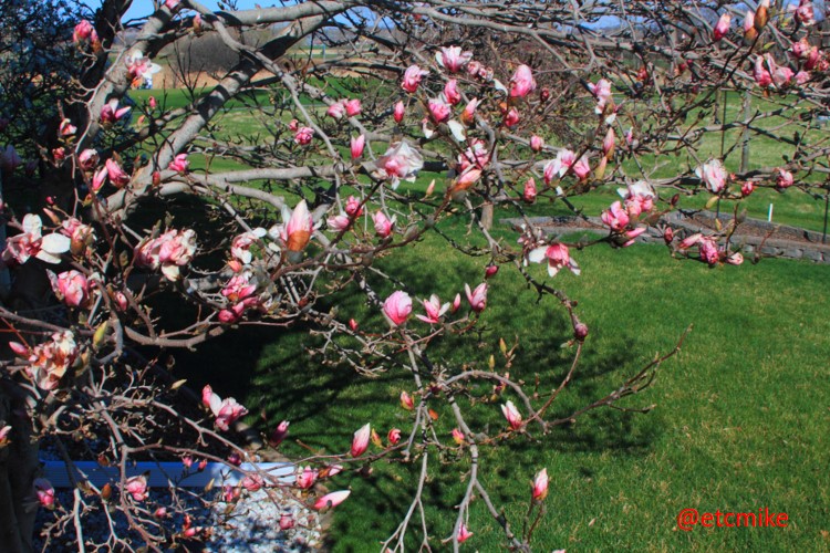 saucer-magnolia-tree-A25-saMag-06.JPG