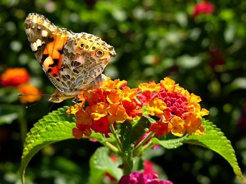 how-to-grow-lantana.jpg