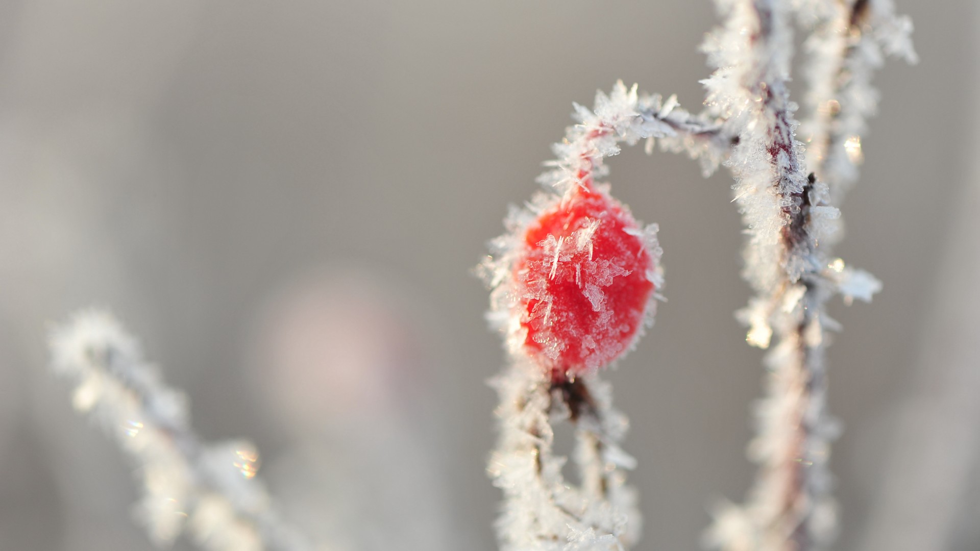 《飞鸟与夏花》每天一首自译飞鸟集（86/325） - Translate a poem form Stray Birds everyday