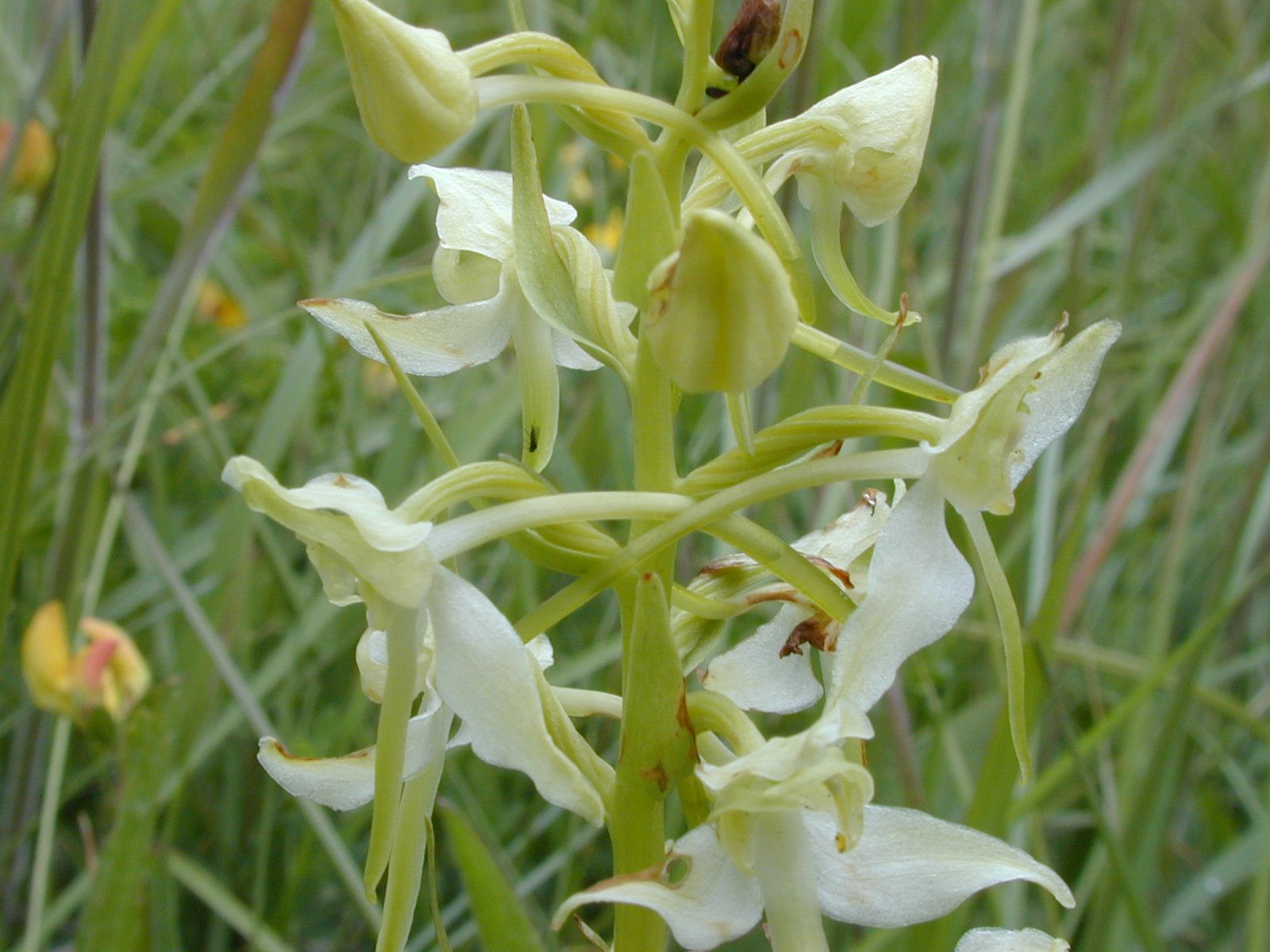 Greater Butterfly Orchid.jpg