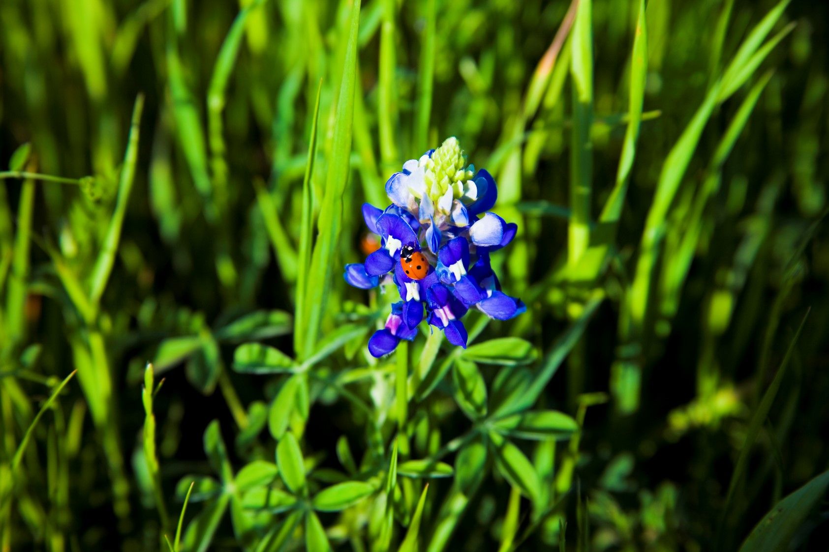 bluebonnet3 (Custom).jpg