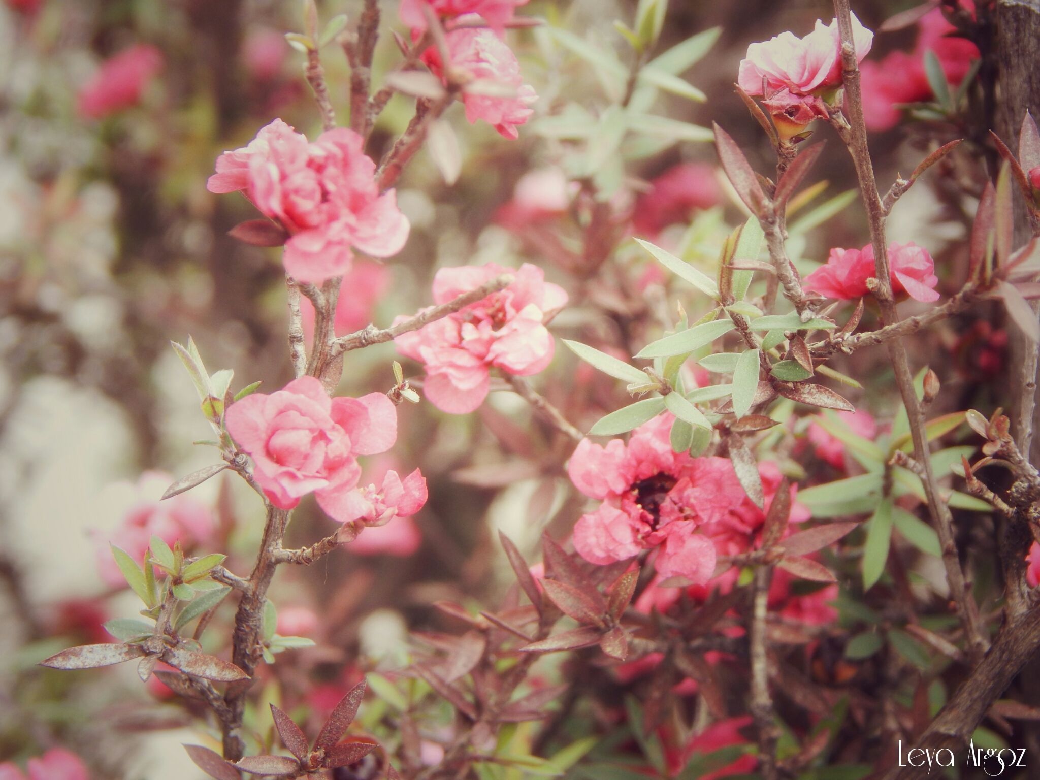 que significa flowering en espa c3 b1ol flowers healthy