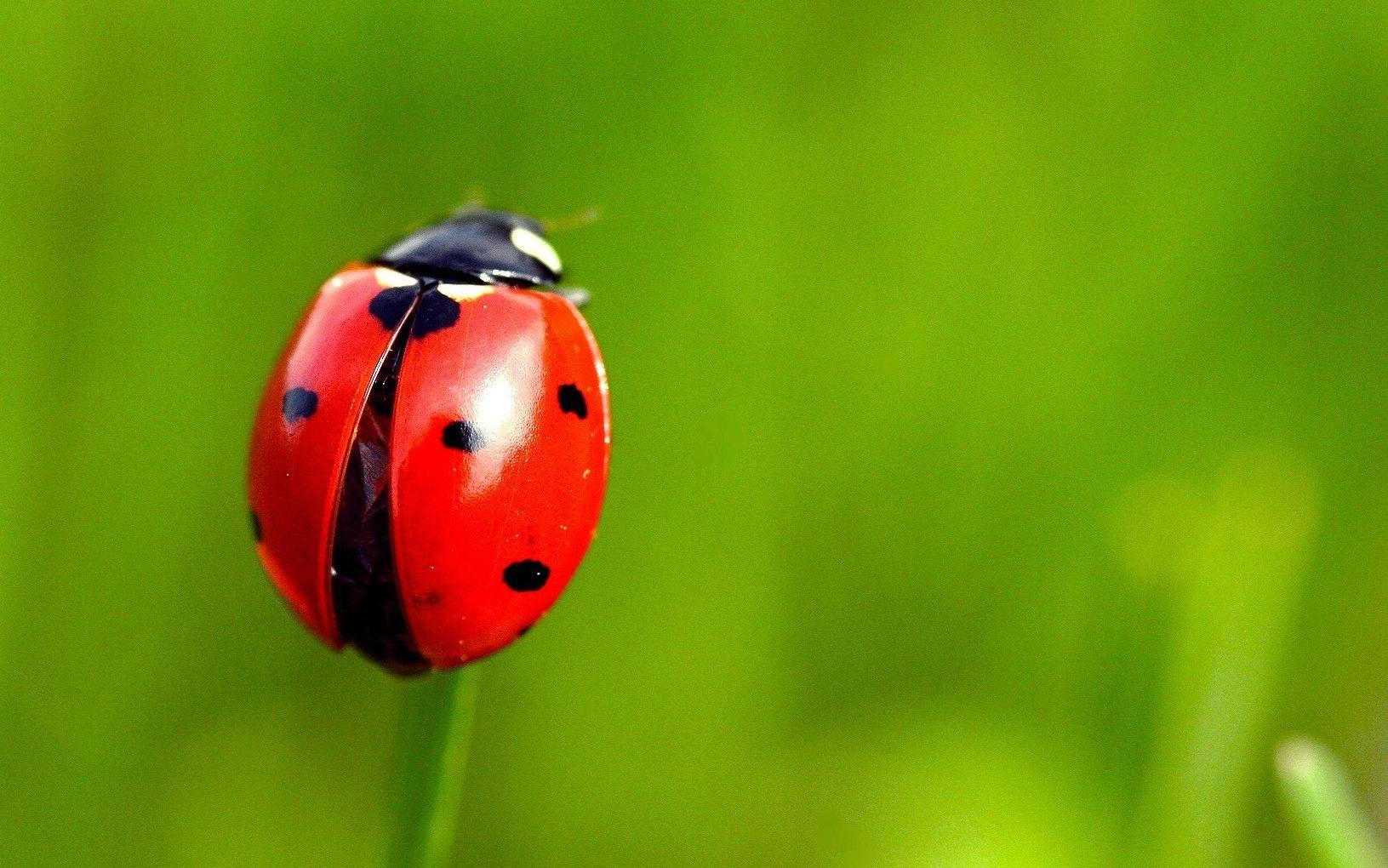 ladybug-post.jpg