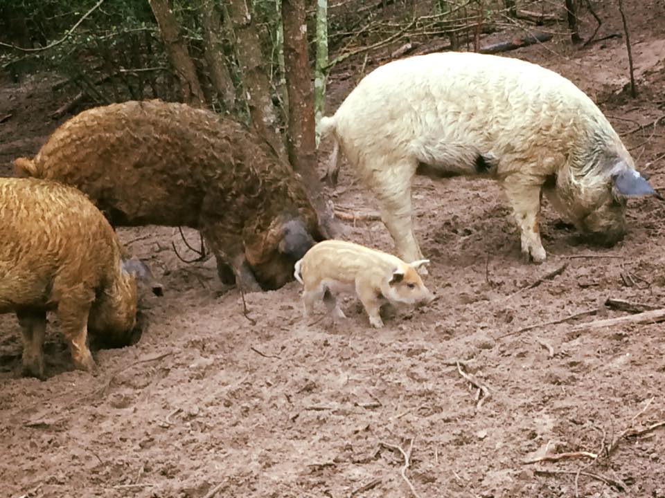 First & Second litters eating together.jpg