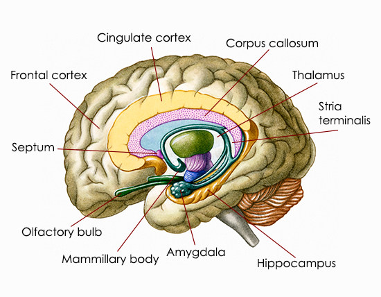 Brain - Amygdala-location.jpg
