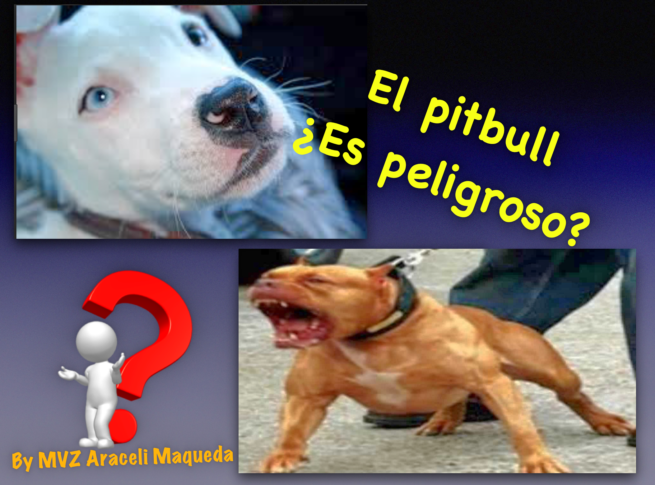 pitbull.png