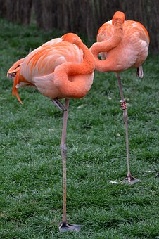 flamand rose.jpg