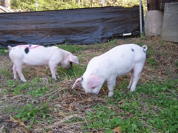 Piglets - acorn hunters crop May 2016.jpg