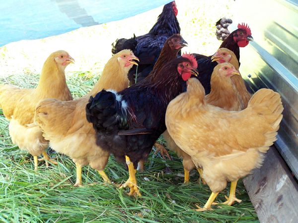 Broilers - under shade tarp2 crop Aug. 2011.jpg