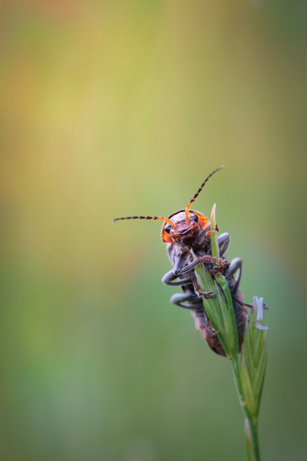 beetle_insect_animal_macro_probe_close_flight_insect_insect_photo-745404.jpeg