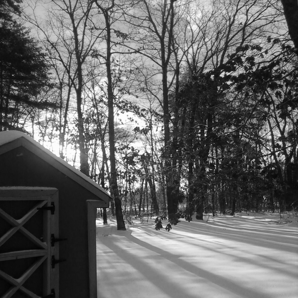 black and white snow and tree shadows by the water shed.png