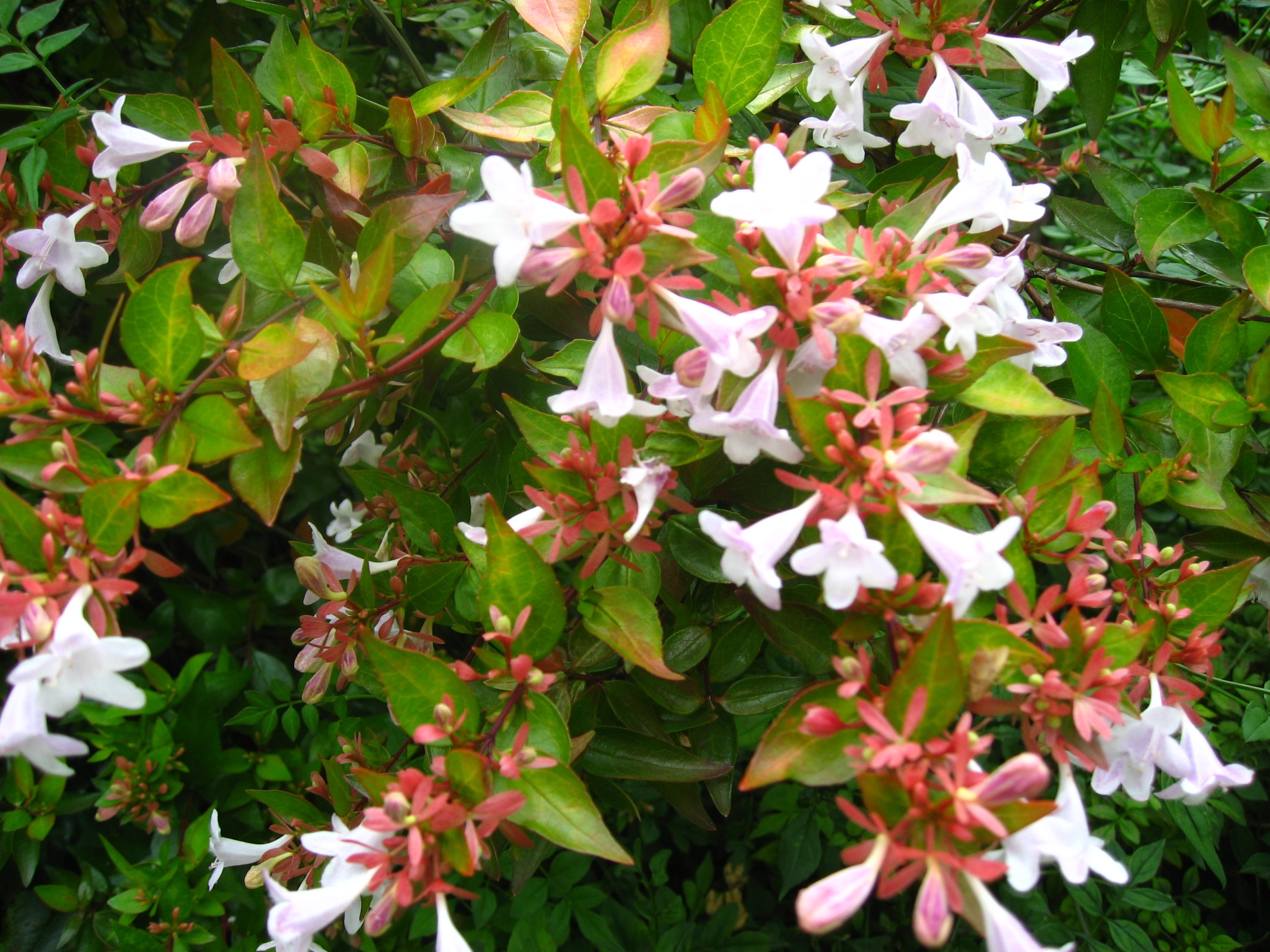 Abelia Edward Goucher Grow And Care Travaldo S Blog