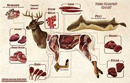 deer butcher cuts.jpg