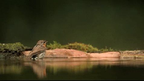 sparrow-water.gif