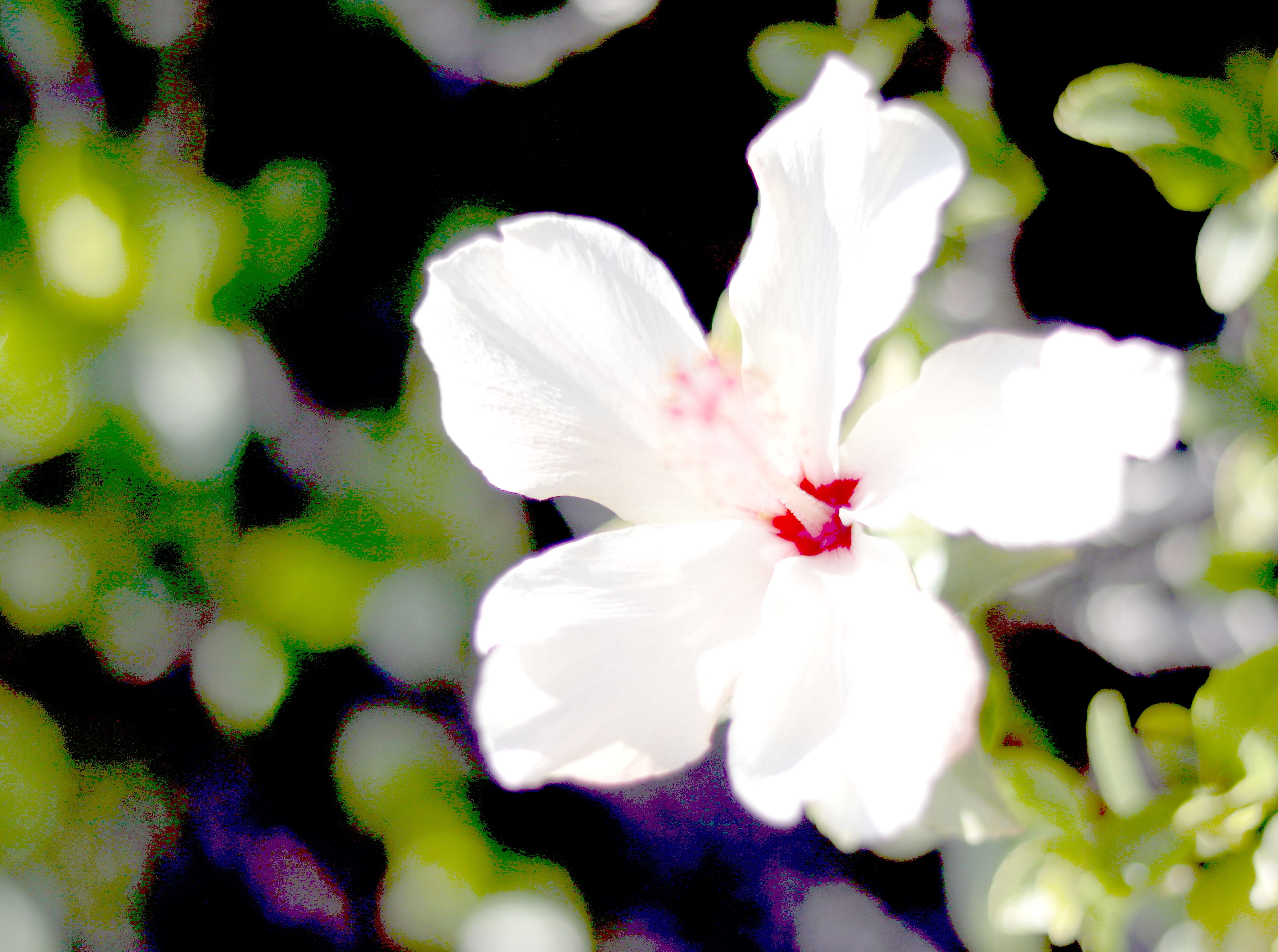 Funky White Hibiscus.JPG