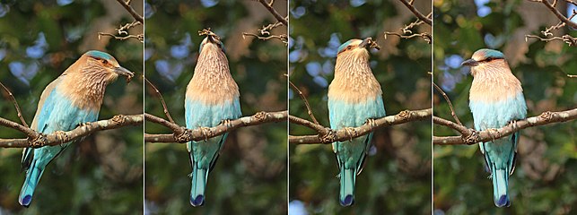 643px-Indian_roller_(Coracias_benghalensis_benghalensis)_composite.jpg