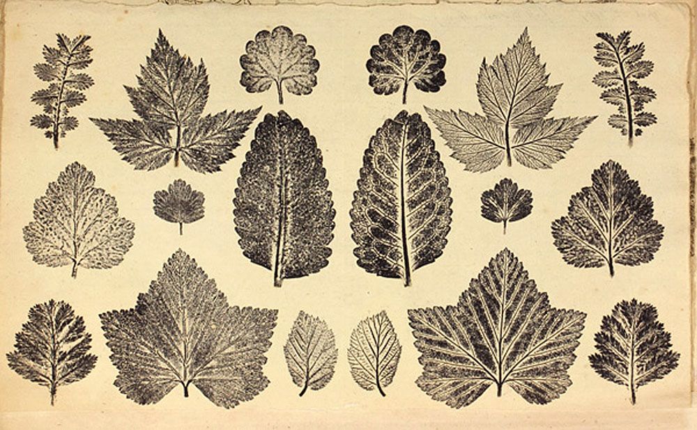 Breintnall - leaf prints vol 2.jpg