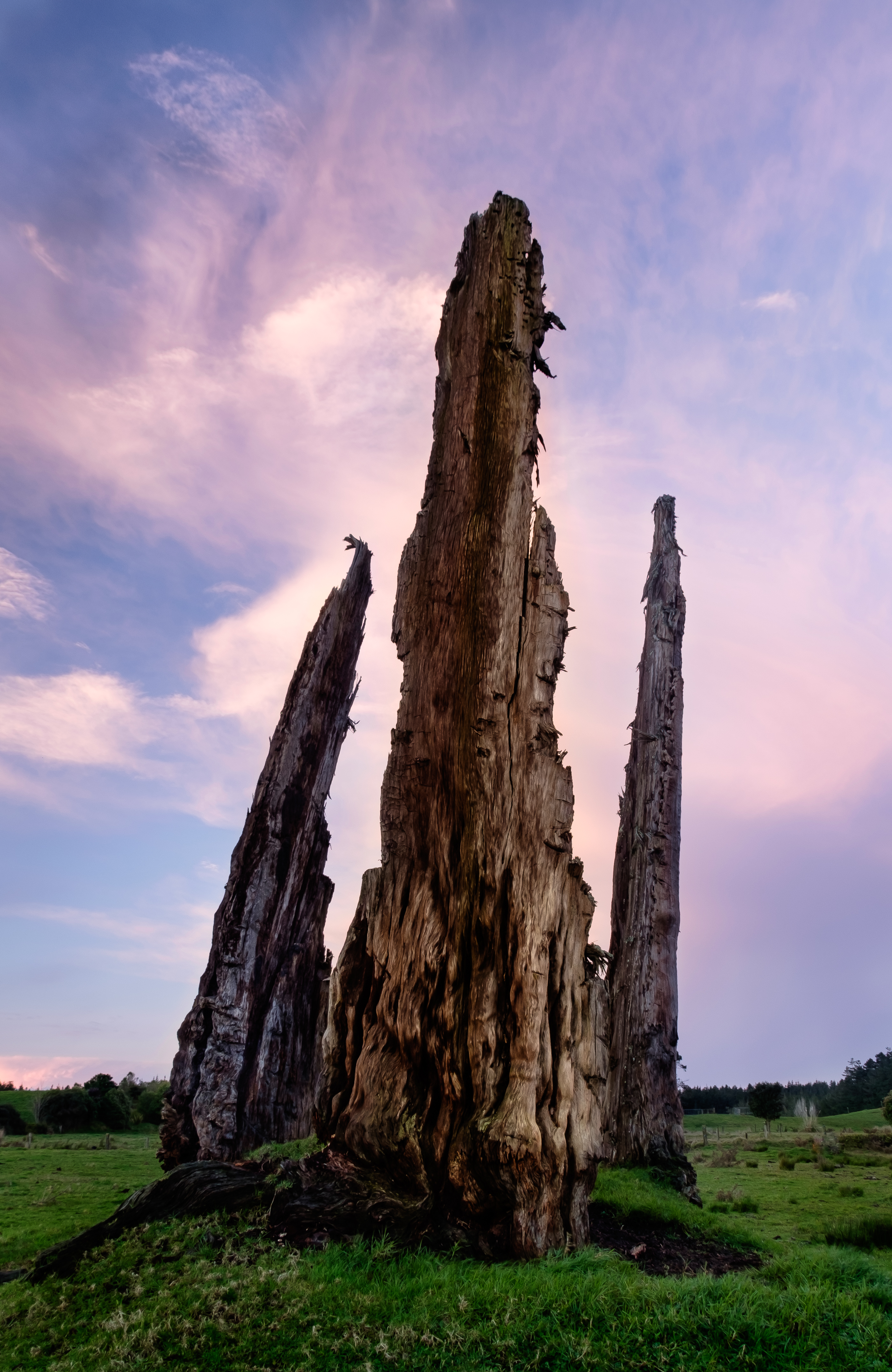 old tree stump.jpg