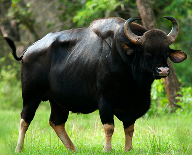 A state animal of Nagaland-Bos Gaurus — Steemit A state animal of Nagaland-Bos Gaurus — Steemit