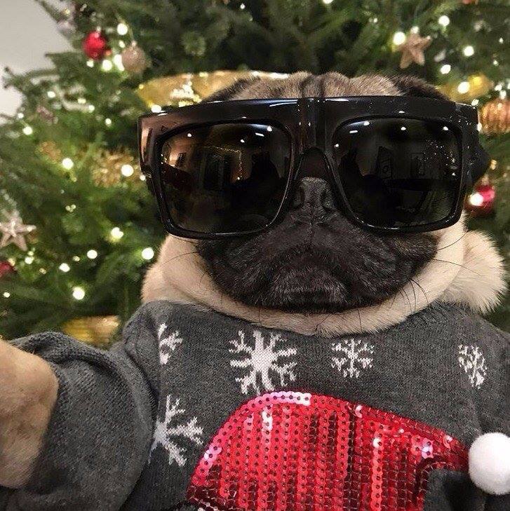 cool pugs