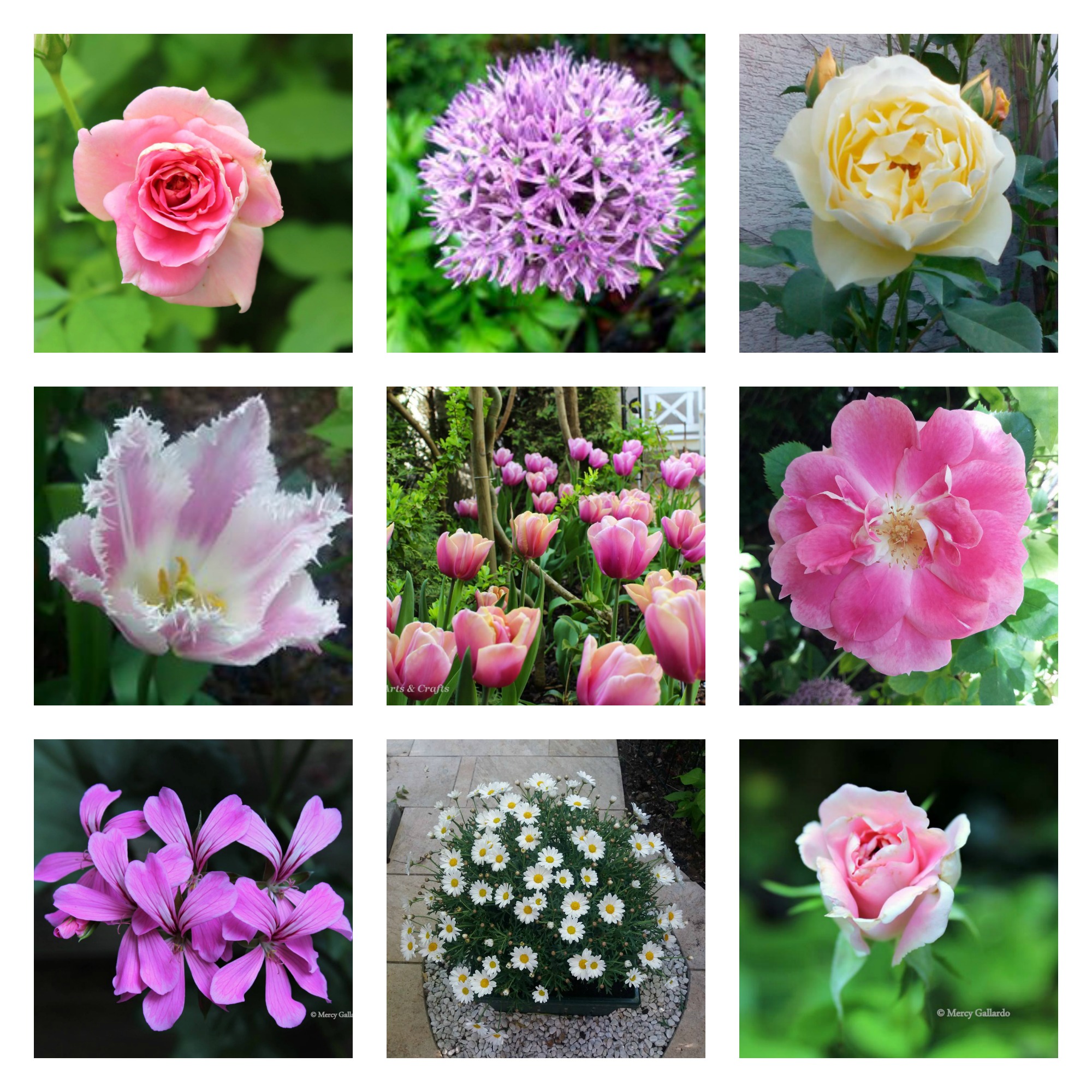 flowers in the garden 2017.jpg