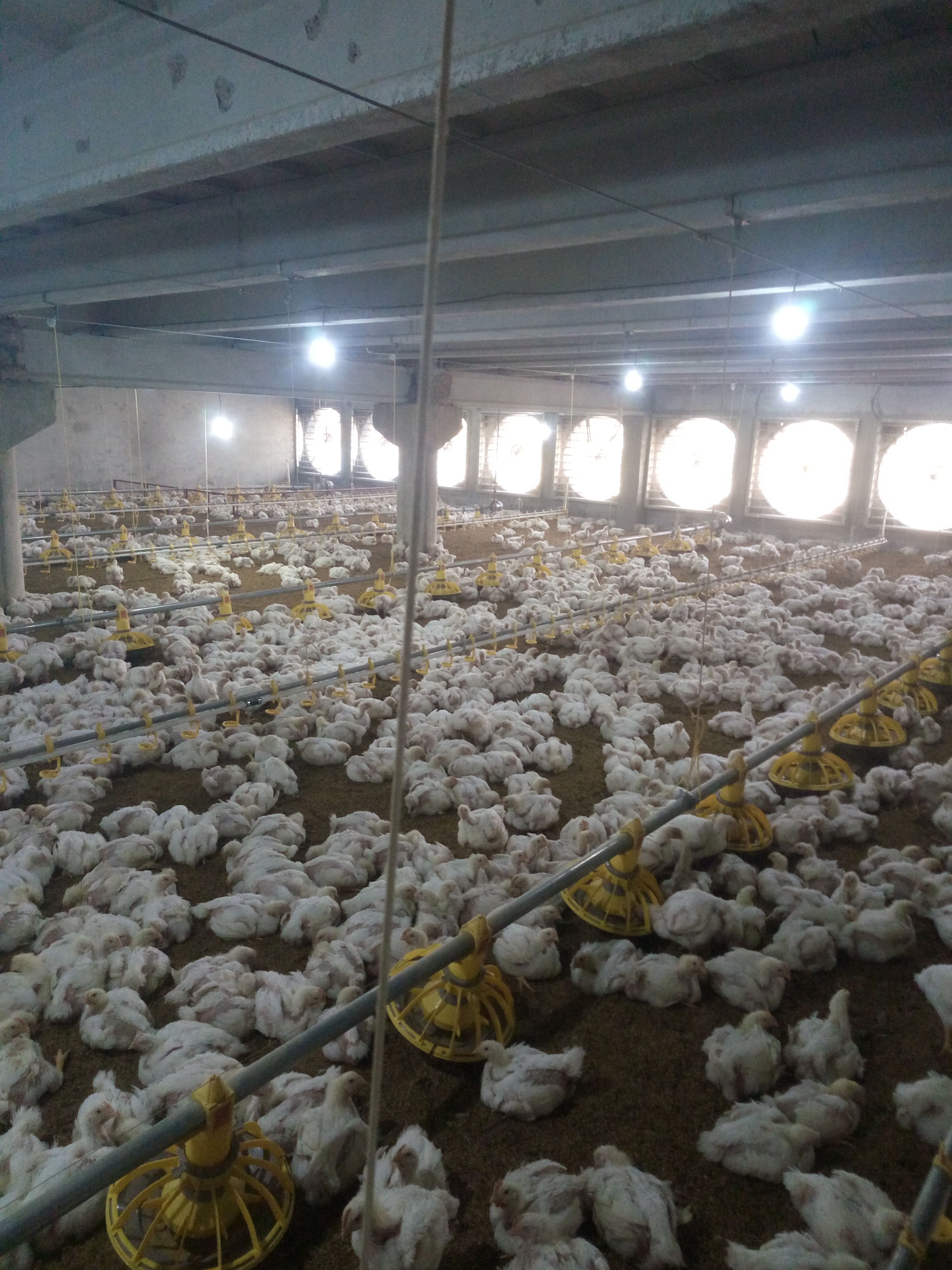 poultry control shed 3.jpg