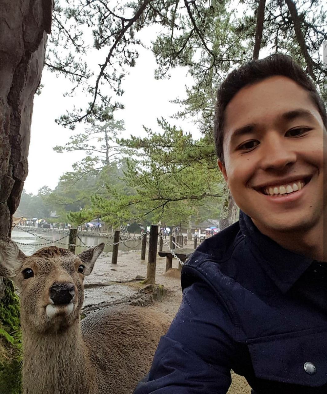 Deer Nara Park.jpeg