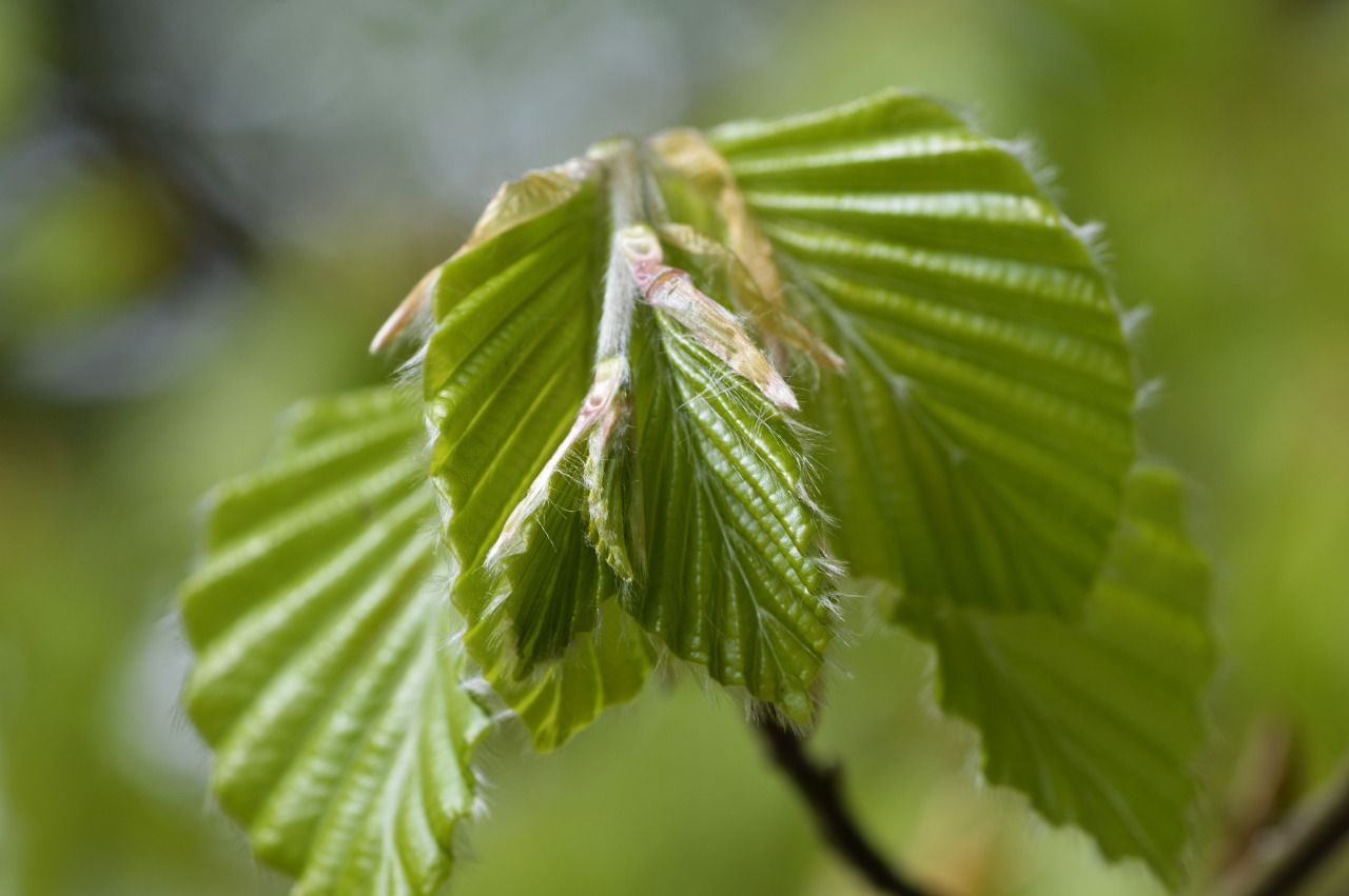 118143595161 - beech leaves open in epping forest at high beech_2.jpg