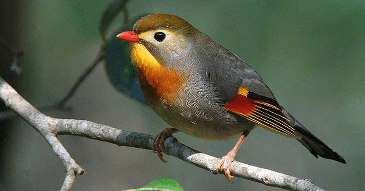 Perilaku-Burung-Pancawarna.png