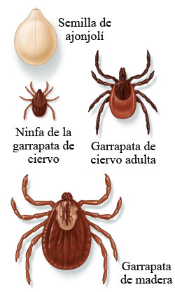 Tipos-de-garrapatas.jpg