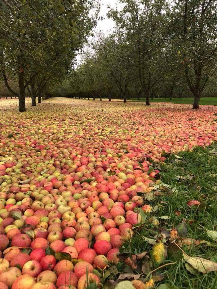 Orchard-after-Ophelia-hurricane.jpg