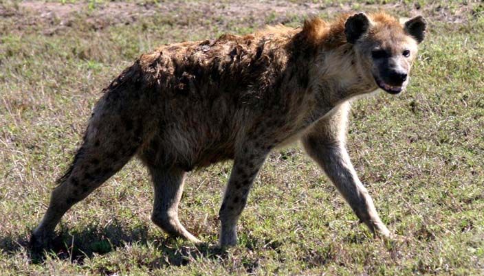 Hyena.jpg