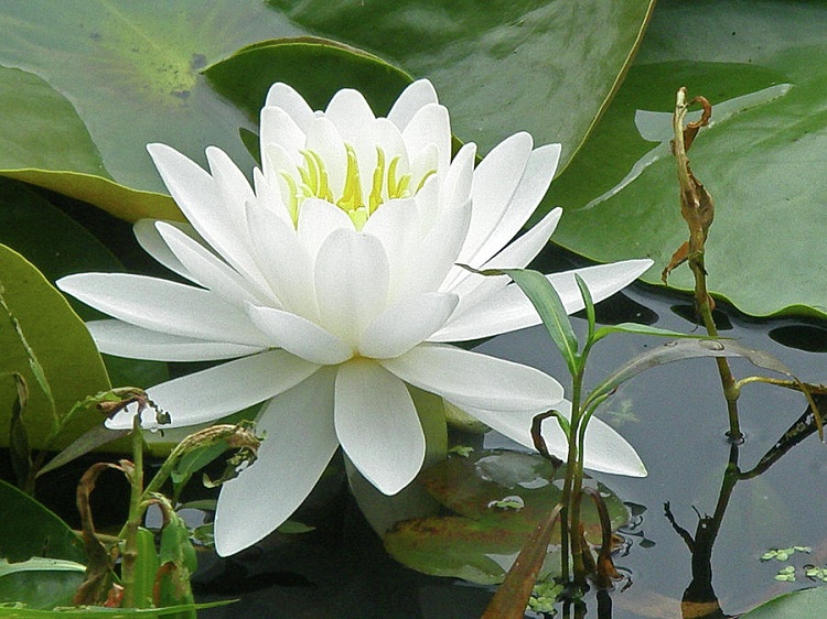 white-water-lily_8302.jpg