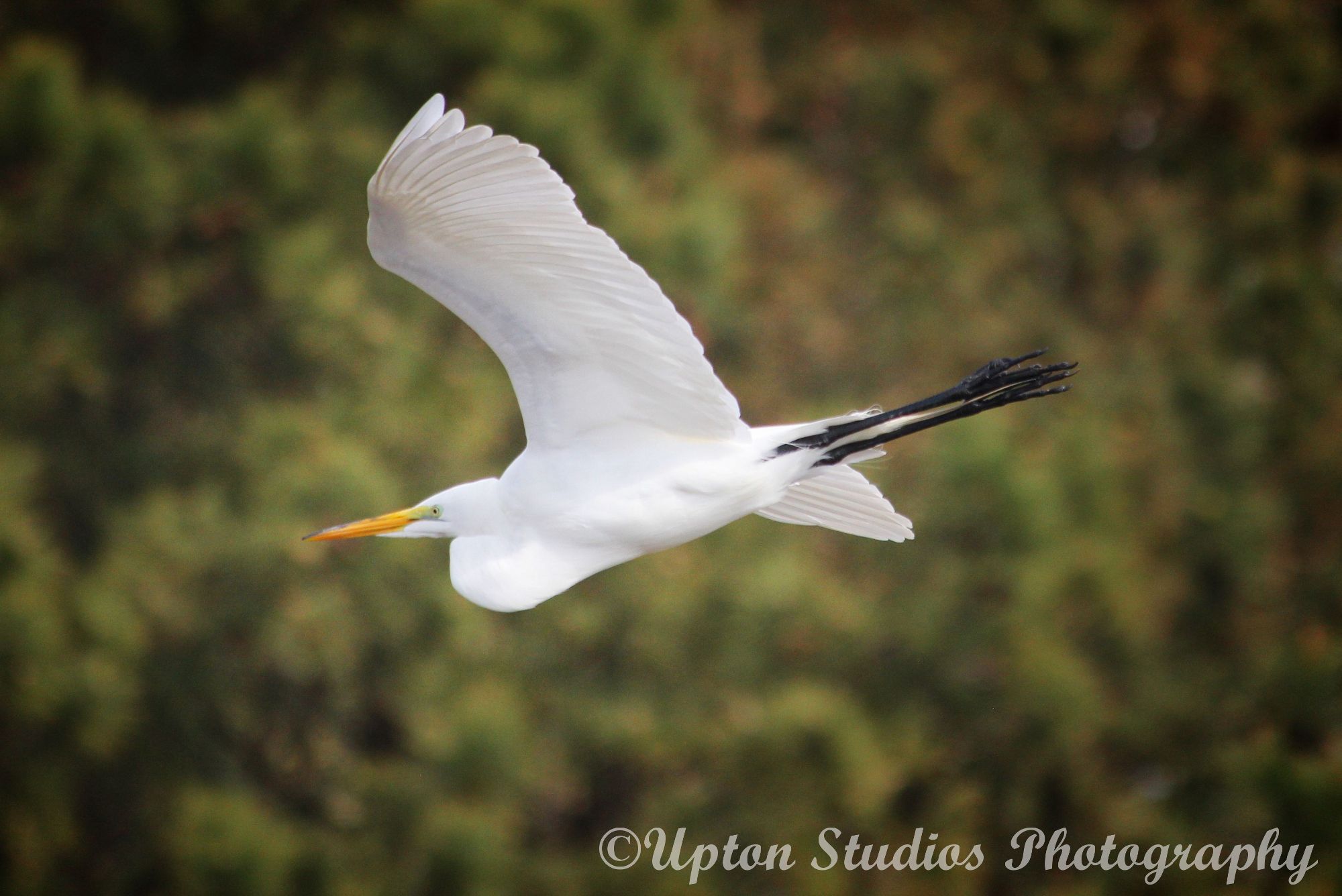 The Snowy Egret A Symbolic Transition — Steemit