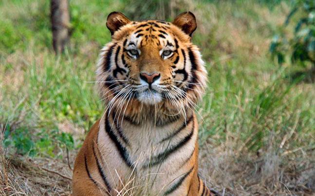 Royal Bengal Tiger - The Biggest Charm of Indian Jungles